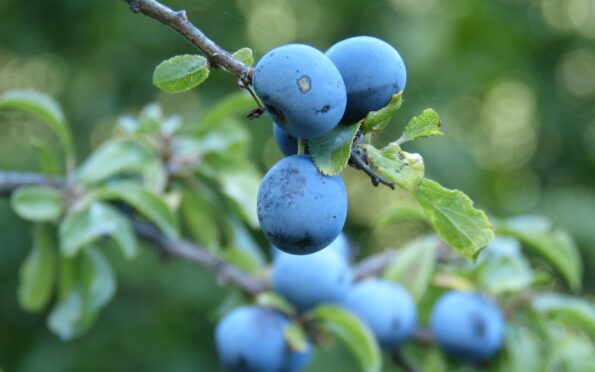 Blueberries